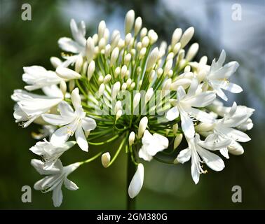 Agapanthus - Kaplilie Stockfoto