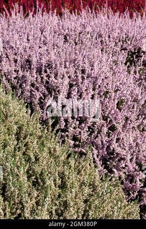 Weiß Rosa Calluna vulgaris Herbst Heidekraut Mischung blühende Pflanzen Stockfoto