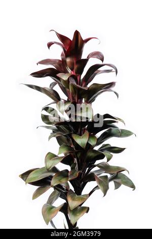 Bunte cordyline-Pflanze auf weißem Hintergrund, Seitenansicht der tropischen Pflanze Stockfoto