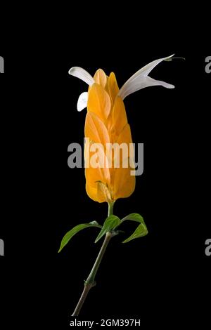 goldene Garnelen, Pachystachys lutea, leuchtend gelbe Hochblätter Blume mit weißen Flügeln, bekannt als goldene Kerze oder Lollypop Pflanze, isoliert auf schwarz Stockfoto