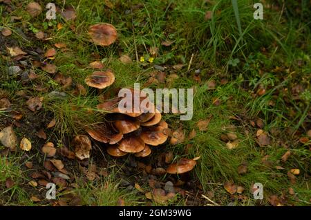 Wildpilze, Galloway Forest Park, Schottland Stockfoto