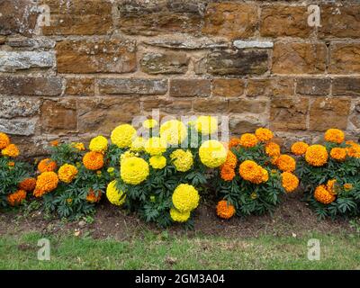 Bunte französische Ringelblumen Tagetes Patula, wächst an einer Steinmauer, Duston, Northamptonshire, Großbritannien Stockfoto