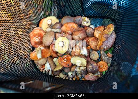 Pilze im Fahrradkorb. Rote Kiefernpilze. Herbstfarben. Stockfoto