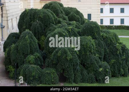 Der japanische Pagodenbaum styphnolobium japonicum, chinesischer Gelehrtenbaum, Pagodenbaum, sophora japonica ist eine Baumart aus der Unterfamilie Faboideae Stockfoto