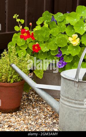 Eine verzinkte Gießkannen, Töpfe und Pflanzgefäße Stockfoto