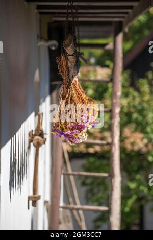 Trockene Limonium sinuatum oder Kermek Blumen auf dem Hof im ethnographischen Dorf Helloko in Ungarn, klopfen auf Stockfoto