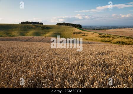 Golden Wheatfield below Devil's Punchbowl on Hackpen Hill, near Wantage, Oxfordshire, England, Vereinigtes Königreich, Europa Stockfoto