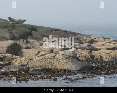 Gewöhnliche Robben wurden auf Felsen gezogen Stockfoto