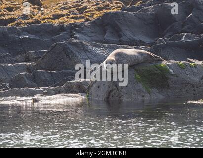 Gewöhnliche Robben wurden auf Felsen gezogen Stockfoto