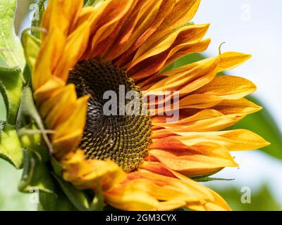 Sonnenblume Kopf in voller Blüte Stockfoto