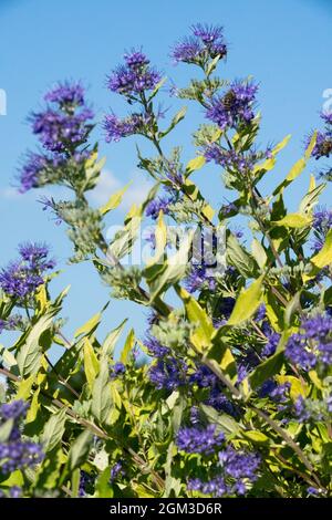 Caryopteris x clandonensis 'Worcester Gold' blüht im Spätsommer blau Stockfoto