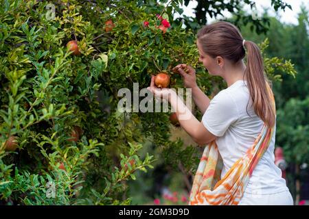 Herbsternte. Eine junge Frau pflückt Granatapfelfrüchte von einem Baum. Stockfoto