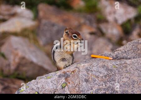 Nahaufnahme eines neugierigen Eichhörnchens und des orangen Bleistifts Stockfoto