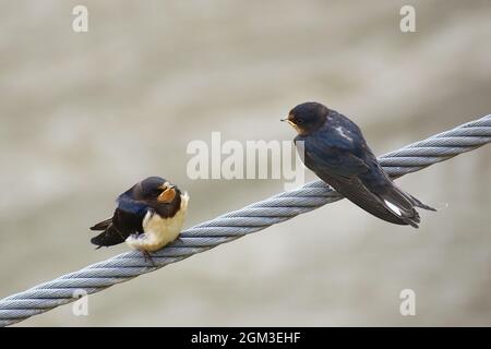 Zwei Scheunenschwalben (Hirundo rustica), jung und alt. Stockfoto