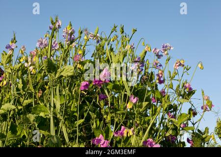 Süße Erbsen wachsen in einem Garten Stockfoto