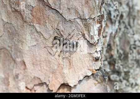 Eine schwarze Tischleramse klettert die Rinde eines Baumes hinauf. Stockfoto