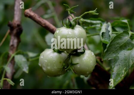 Nahaufnahme von grünen Tomaten, die auf einem Baum wachsen und Wassertröpfchen darauf haben Stockfoto