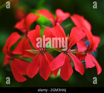 Pelargonium „Dunkelroter Blizzard“, Efeu-Blatt Stockfoto