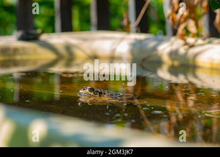 Es gibt einen großen Frosch im Wasser Stockfoto