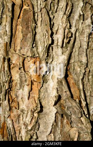 Baum Rinde Textur Acer triflorum rauh bellte Ahorn Stockfoto