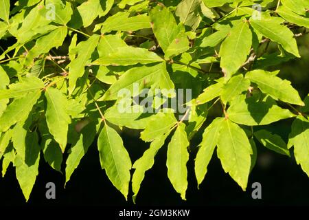 Acer triflorum lässt Ahorn rauh bellte Ahorn Stockfoto