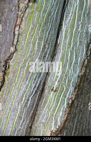 Ahornrinde Acer tegmentosum Baumrinde Textur Stammmuster Mandschu gestreifte Ahornbaumrinde Acer Baum Stockfoto