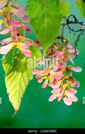 Ahornbaumsamen hängen, Samaras, Baumsamen, Herbst, reif, Acer, Obst Stockfoto