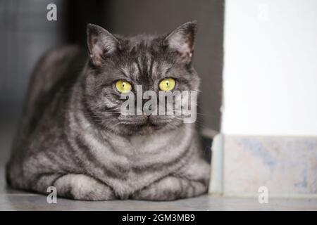 Black Tabby Smoke British Kurzhaar Cat Stockfoto