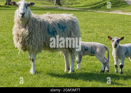 Große Schafe mit einem gewellten Wollmantel standen auf einer grünen Wiese mit zwei jungen Lämmern. Stockfoto
