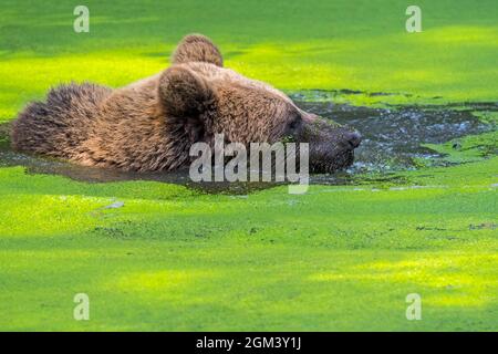 Braunbär (Ursus arctos) schwimmt in einem Teich, der mit Entenkraut bedeckt ist Stockfoto