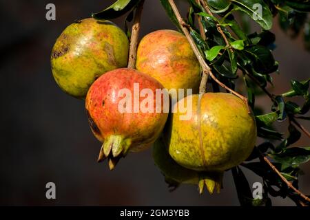 Selektiver Fokusschuss von reifenden Granatäpfeln Stockfoto