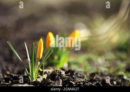 Weiße und gelbe Krokusse im Frühjahr auf dem Land. Helle Frühlingsblumen. Frische, fröhliche Pflanzen blühten. Die jungen Sprossen. Stockfoto