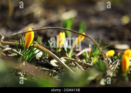 Weiße und gelbe Krokusse im Frühjahr auf dem Land. Helle Frühlingsblumen. Frische, fröhliche Pflanzen blühten. Die jungen Sprossen. Stockfoto