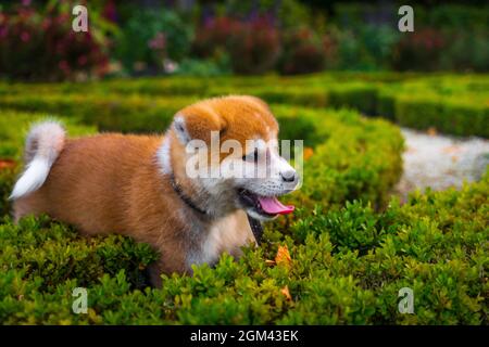 Welpen im Busch Stockfoto