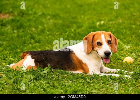 Beagle Hund im Freien Porträt mit Zunge heraus. Stockfoto