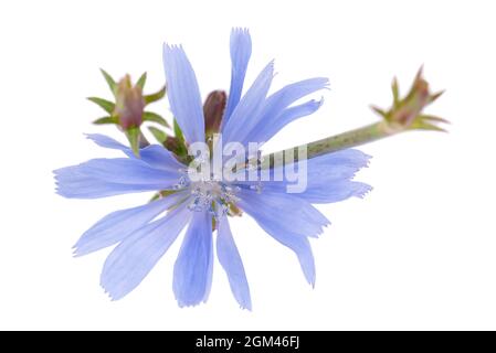 Zichorienblume isoliert auf weißem Hintergrund. Cichorium intybus. Stockfoto