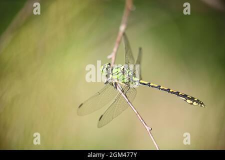 Grüne Libelle (Ophiogomphus Cecilia), fotografiert in Dänemark Stockfoto