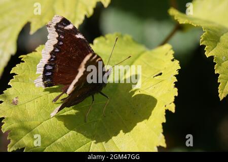 Camberwell Beauty (Nymphalis antiopa), der in Nordamerika als Trauermantel bekannt ist. Fotografiert in Randbøldal, Dänemark. Stockfoto
