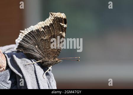 Camberwell Beauty (Nymphalis antiopa), der in Nordamerika als Trauermantel bekannt ist. Fotografiert in Randbøldal, Dänemark. Stockfoto