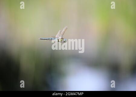 Kaiser-Fliege / Blauer Kaiser (Anax Imperator) im Flug. Die Männchen werden häufig auf Patrouillen entlang des Randes von Seen und Teichen begegnet. Stockfoto