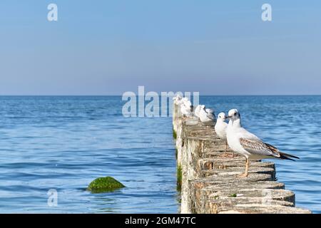 Möwen auf Holzpfosten als Wellenbrecher am Ostseestrand. Stockfoto