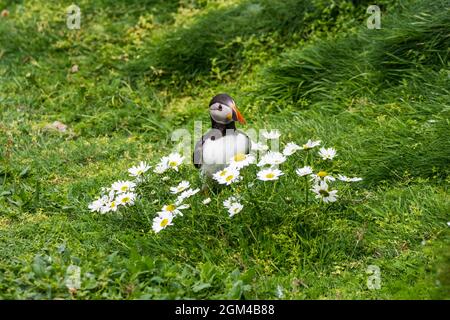 Ein süßer posierter Atlantischer Papageitaucher, Fratercula Arctica, stand auf den Klippen am RSPB Sumburgh Head in Shetland unter wilden Gänseblümchen. Stockfoto