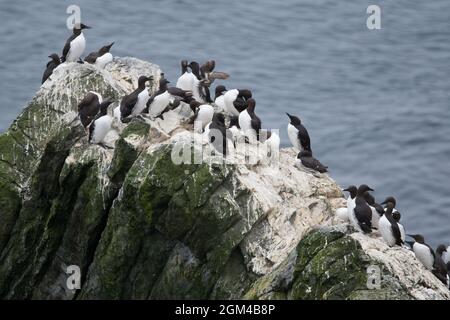 Gewöhnliche Guillemots, Uria Aalge oder Eun Dubh an Sgadain in Gälisch, auf einem Felsen am RSPB Sumburgh Head in Shetland. Stockfoto