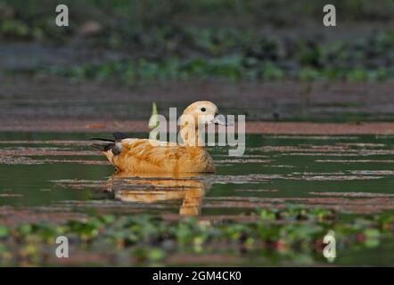 Ruddy Shelduck (Tadorna ferruginea) erwachsenes Weibchen im Sumpfgebiet von Wasserhyazinthen Dibru-Saikhowa NP, Assam, Indien Februar Stockfoto