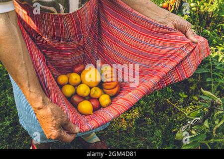 Arme der älteren Frau halten reife gelbe Bio-Tomaten in rot gestreifter Textilschürze. Faltige Haut Hände mit Krampfadern der 80er Jahre Frau Kommissionierung ve Stockfoto