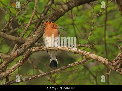 Gewöhnlicher Wiedehopf (Upupa epops) Erwachsener auf Zweig Sri Lanka thront Dezember Stockfoto