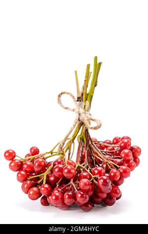 Rote Beeren der Viburnum (Pfeil), isoliert auf weißem Stockfoto