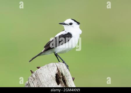 Pied Water Tyrann, Fluvicola pica, Single adult hocked on post, Trinidad, Trinidad und Tobago, 25. Juli 2006 Stockfoto