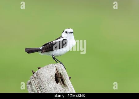 Pied Water Tyrann, Fluvicola pica, Single adult hocked on post, Trinidad, Trinidad und Tobago, 25. Juli 2006 Stockfoto