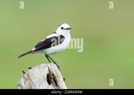 Pied Water Tyrann, Fluvicola pica, Single adult hocked on post, Trinidad, Trinidad und Tobago, 25. Juli 2006 Stockfoto